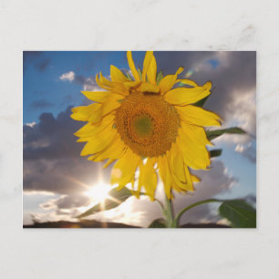 Hybride Sonnenblume bläst in der Dämmerung Postkarte