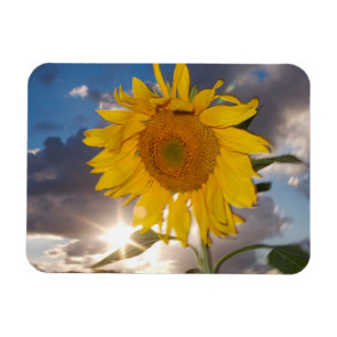 Hybride Sonnenblume, die in der Dämmerung im Wind Magnet