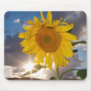 Hybride Sonnenblume, die in der Dämmerung im Wind  Mousepad