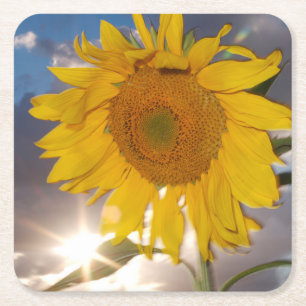 Hybride-Sonnenblume, die in der Dämmerung im Wind  Rechteckiger Pappuntersetzer