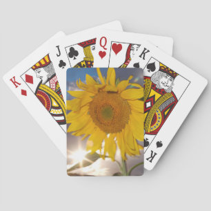 Hybride Sonnenblume, die in der Dämmerung im Wind Spielkarten