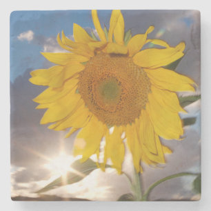 Hybride Sonnenblume, die in der Dämmerung im Wind Steinuntersetzer