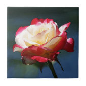 Hybride Tee-Rose "der doppelten Freude" Fliese (Vorderseite)