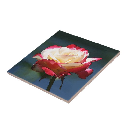 Hybride Tee-Rose "der doppelten Freude" Fliese (Seite)