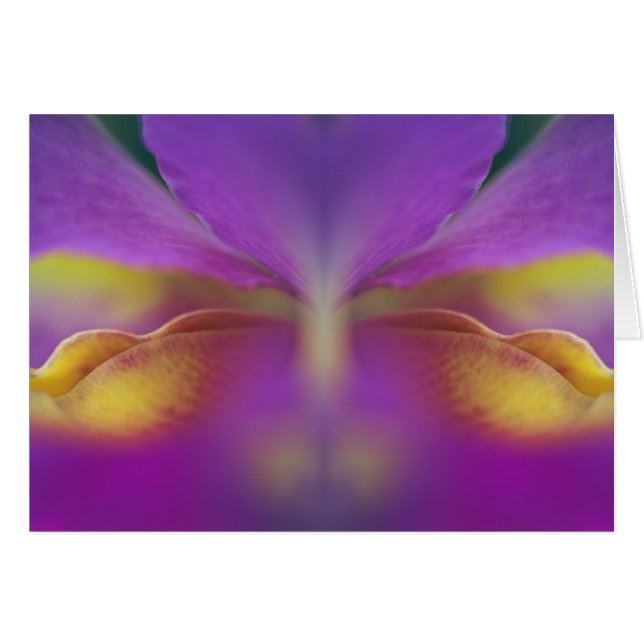 Hybridorchid, Florida 2 (Vorderseite (Horizontal))