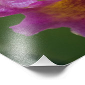 Hybridorchid, Florida Fotodruck (Ecke)