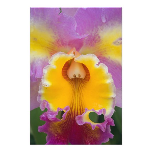 Hybridorchid, Florida Fotodruck (Vorne)