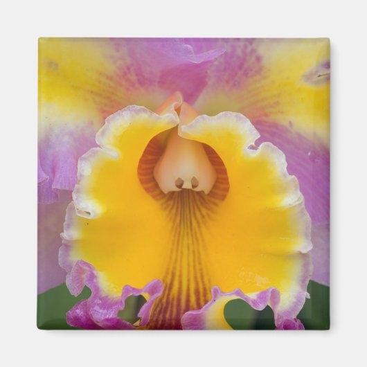 Hybridorchid, Florida Magnet (Vorne)