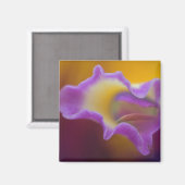 Hybridorchid, Florida Magnet (Vorderseite/Rückseite)