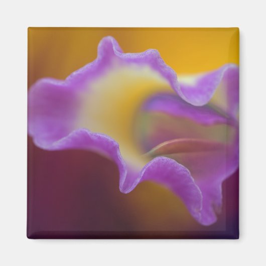 Hybridorchid, Florida Magnet (Vorne)