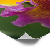 Hybridorchid, Florida Poster (Ecke)