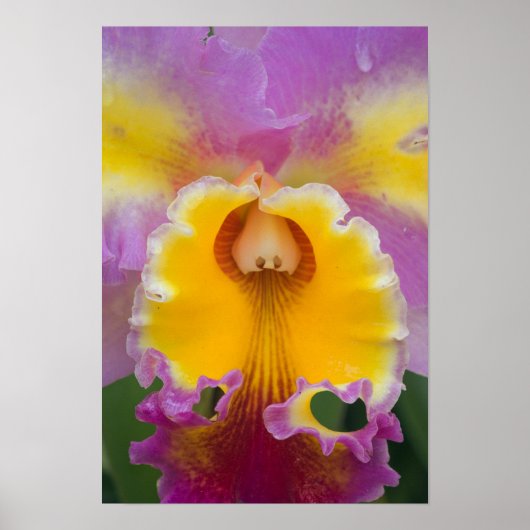 Hybridorchid, Florida Poster (Vorne)