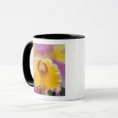 Hybridorchid, Florida Tasse (Vorderseite Links)