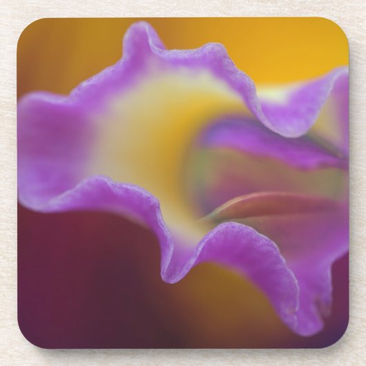 Hybridorchid, Florida Untersetzer (Vorderseite)