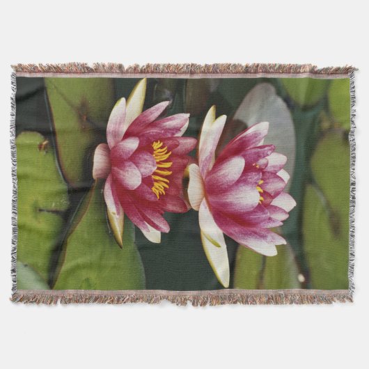 Hybridwasserlilie Decke (Vorderseite)