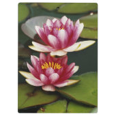 Hybridwasserlilie Klemmbrett (Rückseite)