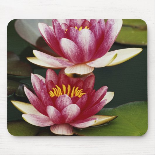 Hybridwasserlilie Mousepad (Vorne)