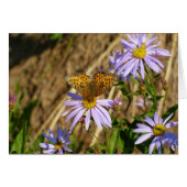 Hydaspe Fritillary auf Lila Aster-Blume (Vorderseite (Horizontal))