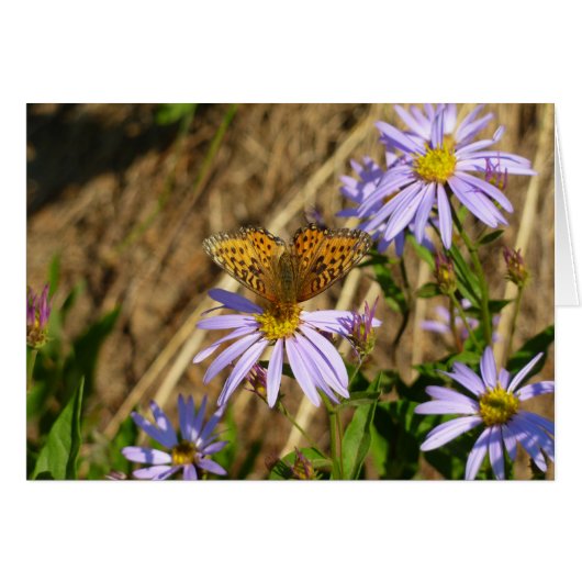 Hydaspe Fritillary auf Lila Aster-Blume (Vorderseite (Horizontal))