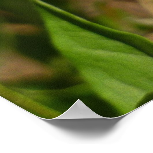 Hydaspe Fritillary auf Lila Aster-Blume Poster (Ecke)