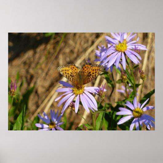 Hydaspe Fritillary auf Lila Aster-Blume Poster (Vorne)