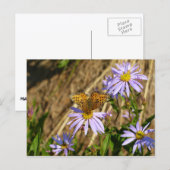 Hydaspe Fritillary auf Lila Aster-Blume Postkarte (Vorne/Hinten)
