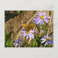 Hydaspe Fritillary auf Lila Aster-Blume