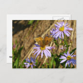 Hydaspe Fritillary auf Lila Aster-Blume Postkarte (Vorne/Hinten)