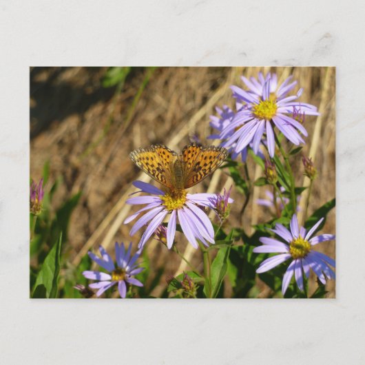 Hydaspe Fritillary auf Lila Aster-Blume Postkarte (Vorderseite)