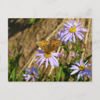 Hydaspe Fritillary auf violetten Aster-Blüten