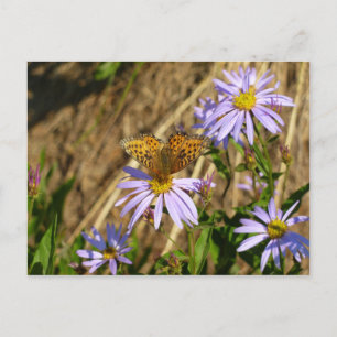 Hydaspe Fritillary auf violetten Aster-Blüten Postkarte