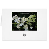 Hydrangea (Rückseite Horizontal)
