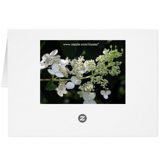 Hydrangea (Rückseite Horizontal)