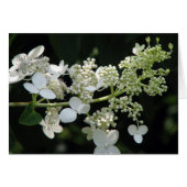 Hydrangea (Vorderseite (Horizontal))