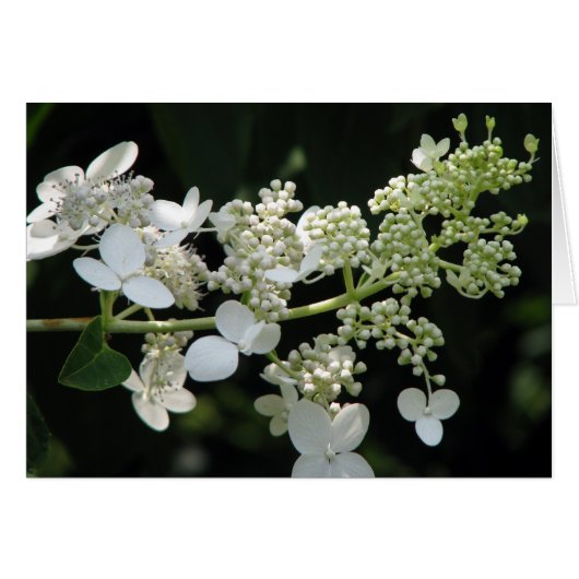 Hydrangea (Vorderseite (Horizontal))