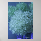 Hydrangea 11 poster (Vorne)