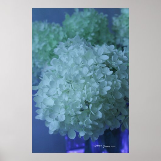 Hydrangea 11 poster (Vorne)