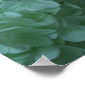 Hydrangea 19 poster (Ecke)