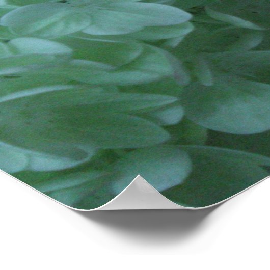 Hydrangea 19 poster (Ecke)