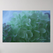 Hydrangea 1 poster (Vorne)