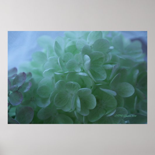 Hydrangea 1 poster (Vorne)
