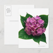 Hydrangea 5 postkarte (Vorne/Hinten)