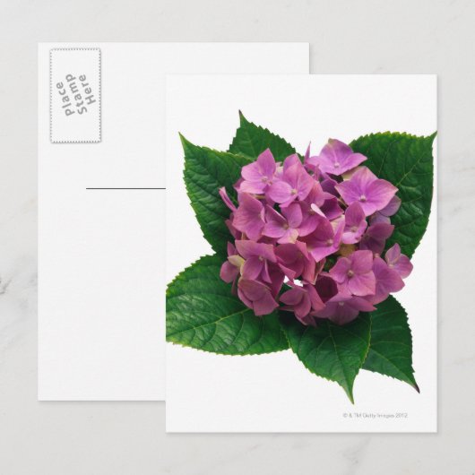 Hydrangea 5 postkarte (Vorne/Hinten)