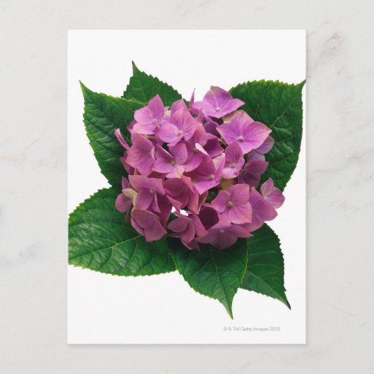 Hydrangea 5 postkarte (Vorderseite)