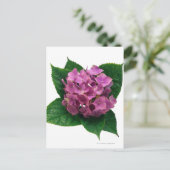 Hydrangea 5 postkarte (Stehend Vorderseite)