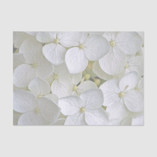 Hydrangea 6775 Gewebepapier Seidenpapier (Vorderseite)