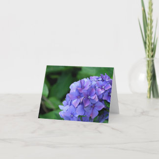 Hydrangea 6893 karte