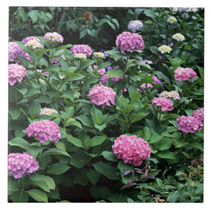 Hydrangea 6 fliese