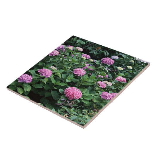 Hydrangea 6 fliese (Seite)