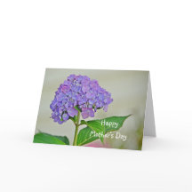 Hydrangea am Muttertag